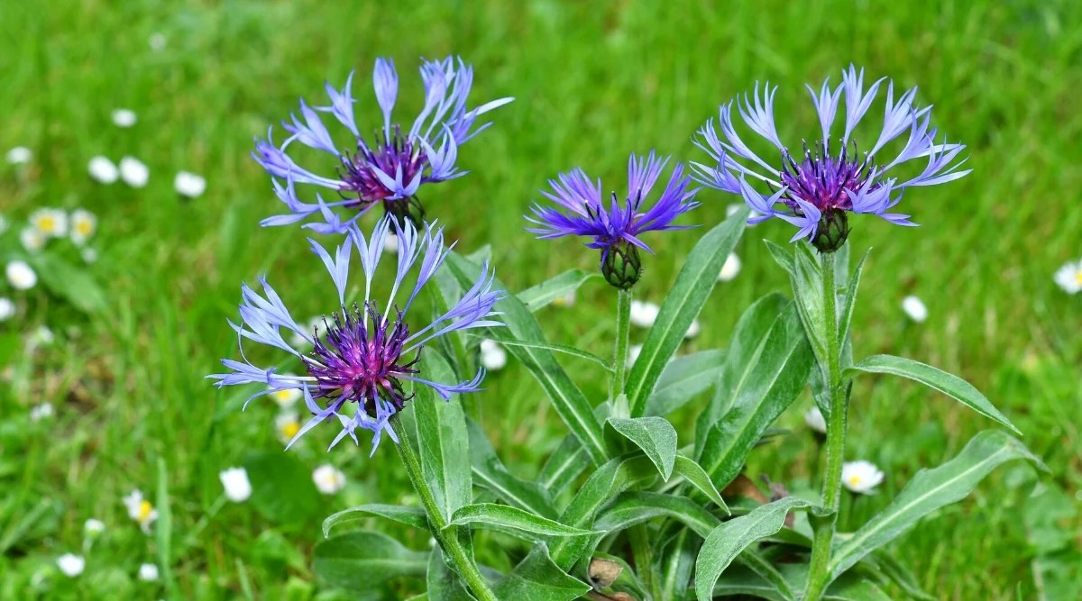 Close-up of a flowering plant, Centaurea montana, commonly known as Mountain Cornflower or Perennial Bachelor&rsquo;s Button. It is a herbaceous perennial plant that forms clusters of upright stems covered with grey-green, lanceolate leaves with deep lobes. The flowers are large, showy, have a bright blue-violet color. The flowers have a characteristic thistle shape with a central disc surrounded by fringed petals.