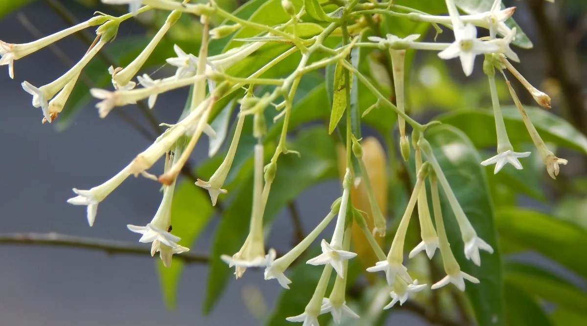 Close-up of a flowering plant, Cestrum nocturnum, commonly known as Night-Blooming Jasmine or Night Jessamine, is a fragrant shrub with glossy leaves and highly fragrant flowers. It has lanceolate dark green and shiny leaves, arranged alternately along the stems. The flowers are small, tubular, creamy white.