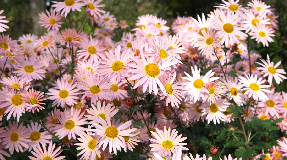 Close-up of a profusely flowering Chrysanthemum ‘Hillside Sheffield Pink’ in a sunny garden. It is a herbaceous perennial that forms dense mounds of foliage and produces profuse flowers. Chrysanthemum leaves have deep lobes and serrations, creating an attractive fern-like appearance. The flowers are daisy-shaped, with numerous petals radiating from a central disc. The petals are a beautiful pink color.