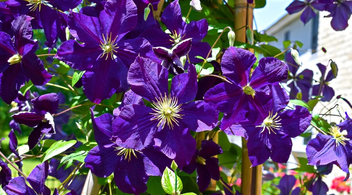 Close-up of a flowering Clematis ‘Jackmanii’ plant in a sunny garden. The plant has climbing vines covered with dark green leaves. They are deeply lobed and have a glossy appearance, adding an attractive backdrop to the vibrant flowers. The flowers are large, showy, with velvety dark purple petals. Each flower is composed of six to eight sepals that overlap each other to form a star-like shape.