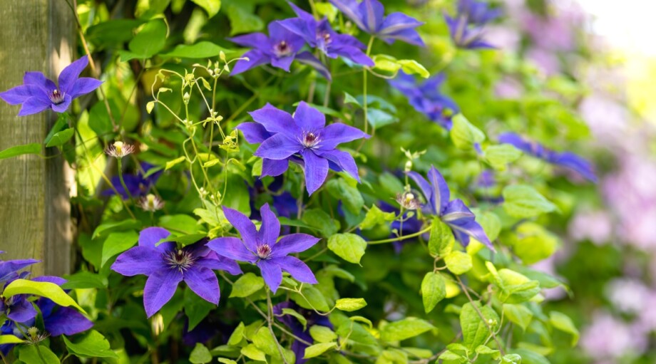 57 Plants That Are Toxic to Animals, and 31 Safe Alternatives