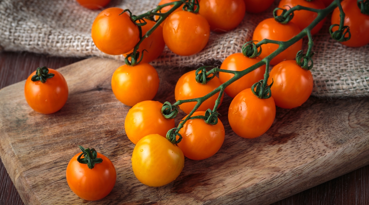 Close-up of ripe bunches of Clementine tomato on a wooden board indoors. The fruits are small, rounded, with a smooth, bright tangerine-colored skin.