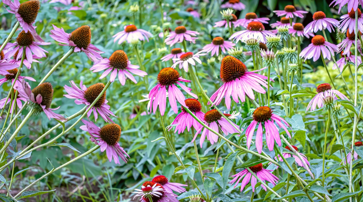 21 Flowers For The Perfect Fall Cut Flower Garden