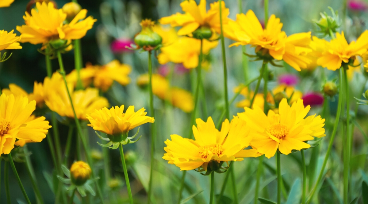 Close-up of flowering plants Coreopsis lanceolata in a sunny garden, against a blurred background. The plant forms compact clumps with upright stems. Leaves lanceolate, dark green. Coreopsis lanceolata produces stunning yellow daisy-like flowers with a characteristic shape with prominent yellow petals and a deep yellow centre.