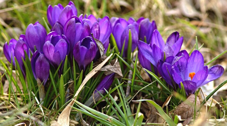 57 Plants That Are Toxic to Animals, and 31 Safe Alternatives