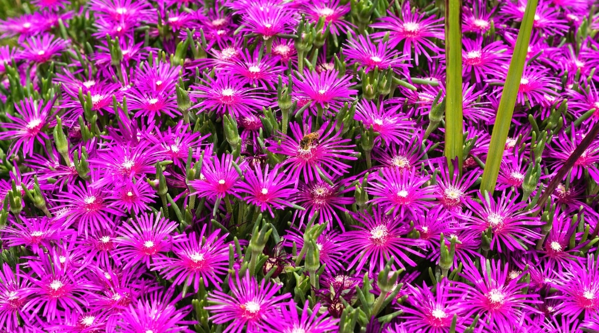 Close-up of a flowering Delosperma cooperi plant in a sunny garden. This plant is commonly known as Purple Ice Plant or Trailing Ice Plant, is a delightful succulent plant known for its vibrant flowers and fleshy leaves. The plant forms a dense mat of hanging succulent stems that have cylindrical or needle-like leaves. Delosperma cooperi produces many attractive star-shaped flowers, with many thin bright purple petals and white centers.