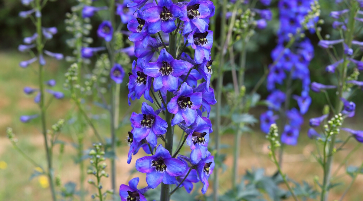 Close-up of a flowering Delphinium plant against a blurred garden background. Flowers form dense oblong inflorescences that spiral up tall stems. Flowers are bright blue with purple hues. Each individual flower has a characteristic shape resembling a dolphin&rsquo;s nose or spur.
