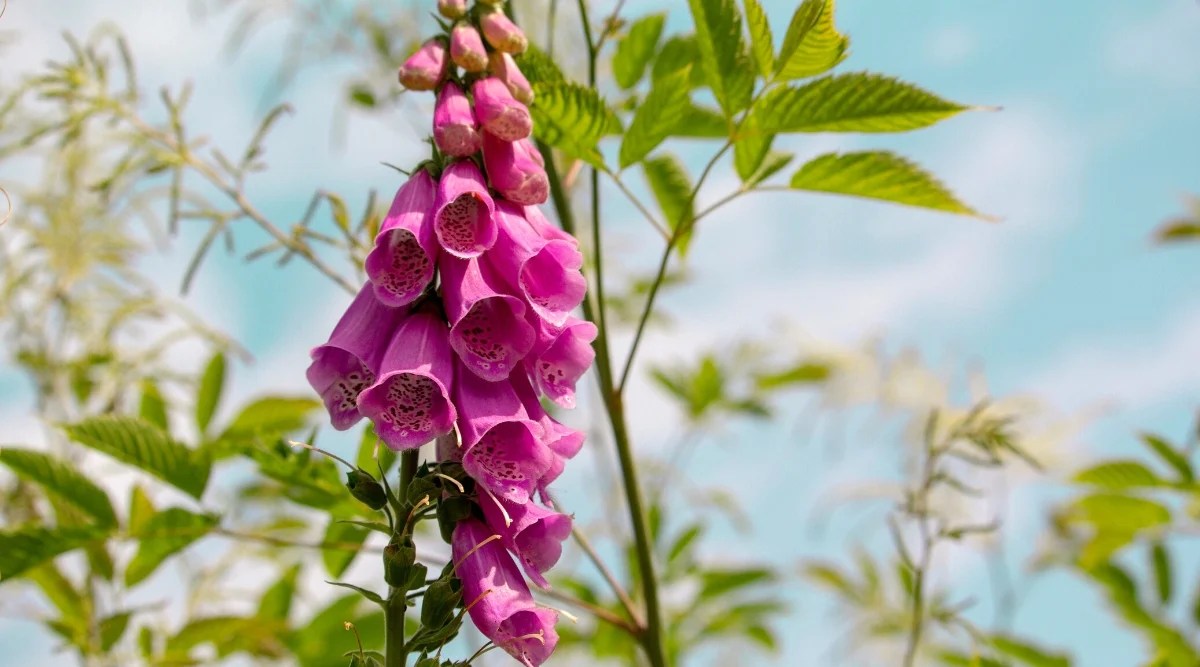 Close-up of a flowering plant Digitalis purpurea against a blue sky. The plant has a tall and upright growth, forms a basal rosette of large lanceolate leaves, dark green and velvety to the touch. The leaves are arranged in a spiral. The flowers are tubular, bell-shaped, and have an elongated lower lip. They grow on tall strong stems that emerge from the center of the rosette. The flowers are pink with intricate specks or markings on the throat.