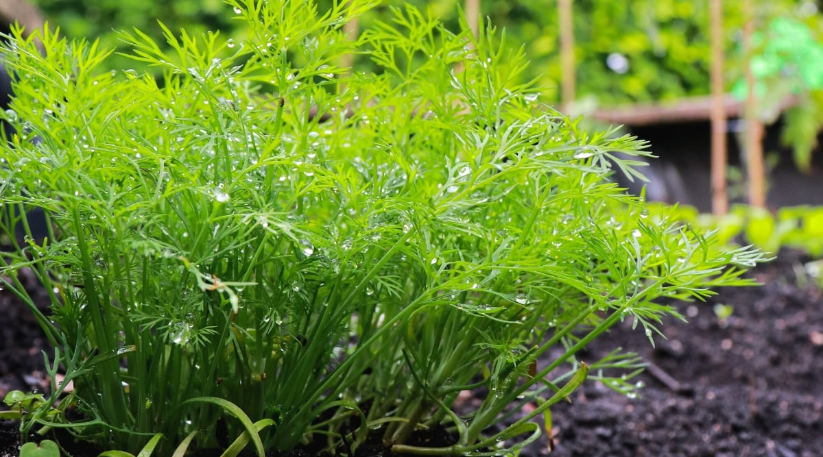 Close-up of a dill plant covered with water drops, in a garden. Dill plants have delicate and feathery leaves that are bright green in color. The leaves are thin and finely divided into thread-like segments, giving them a lacy appearance. They grow alternately along thin stems and create airy and graceful foliage.