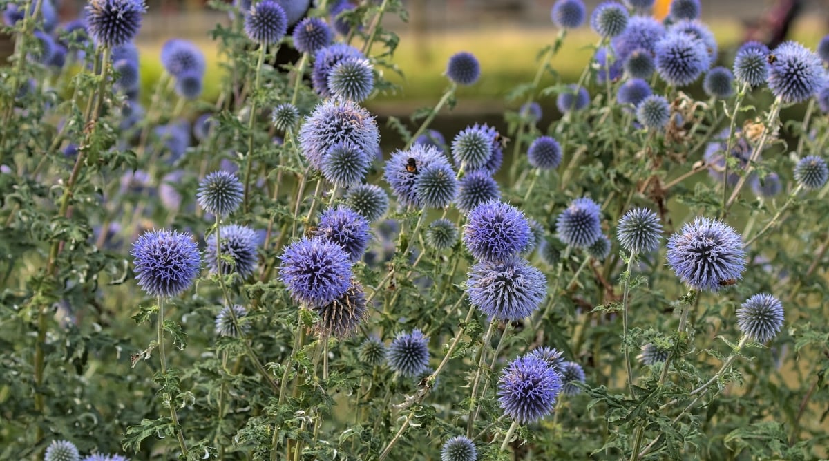 Close-up of Echinops, commonly known as Globe Thistle, flowering plants in a garden. The plant forms a group of basal leaves with deep lobes or pinnatipartite. The leaves are grey-green in color and have a rough texture. The plant produces globular flower heads that resemble prickly balls. The flowers are made up of numerous tiny inflorescences and come in vibrant shades of blue and purple.