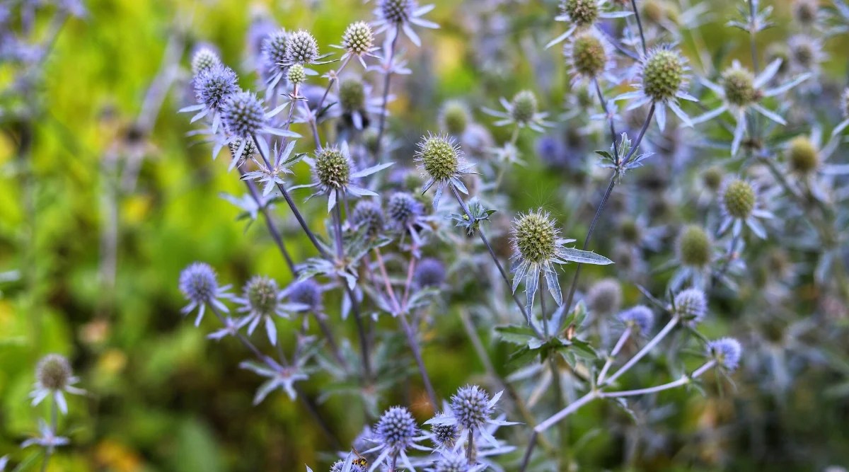Close-up of blooming Eryngium, commonly known as Sea Holly, in a garden, against a blurred green background. It is a perennial plant valued for its spiny foliage and intricate flower heads. The leaves are characterized by a spiny and deeply lobed appearance. They are leathery and have a silvery green color. The flowers are arranged in distinct spherical or cone-shaped clusters known as flower heads. These flower heads consist of many tiny flowers surrounded by spiky bracts. The color of the flowers is metallic bluish.