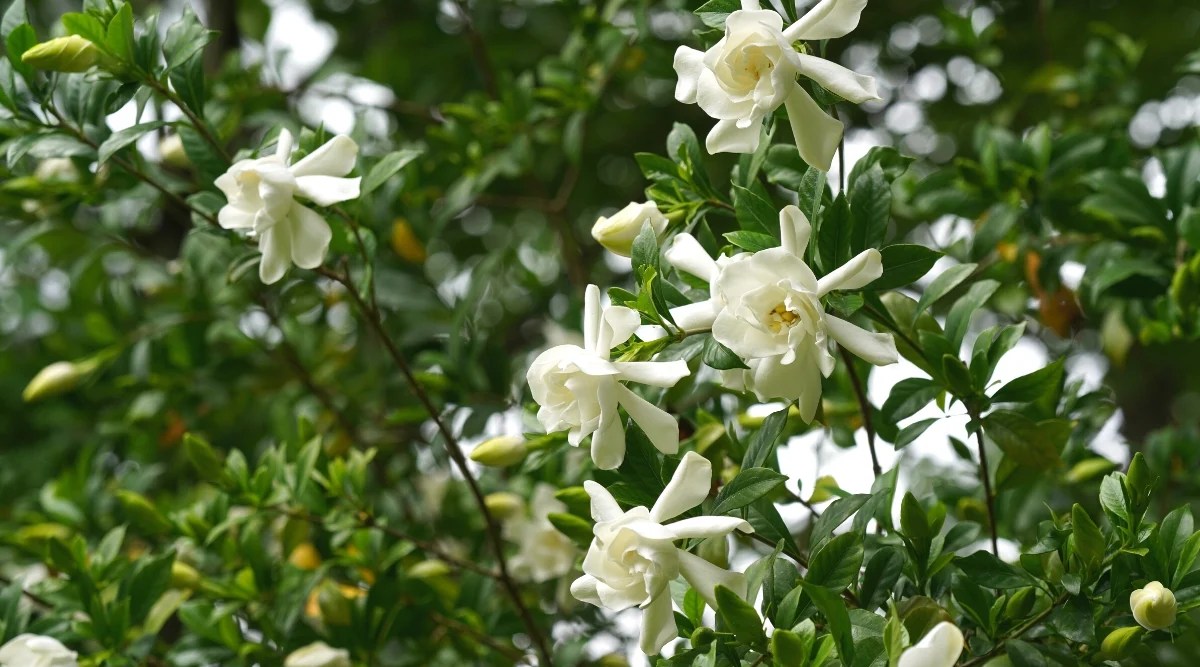 Close-up of a flowering plant Gardenia jasminoides in a sunny garden. A plant known for its glossy foliage and fragrant white flowers. The foliage of the plant is dark green and glossy, with elliptical leaves that grow in opposite pairs along the stems. The flowers are large, waxy, tubular, creamy white, reminiscent of roses.