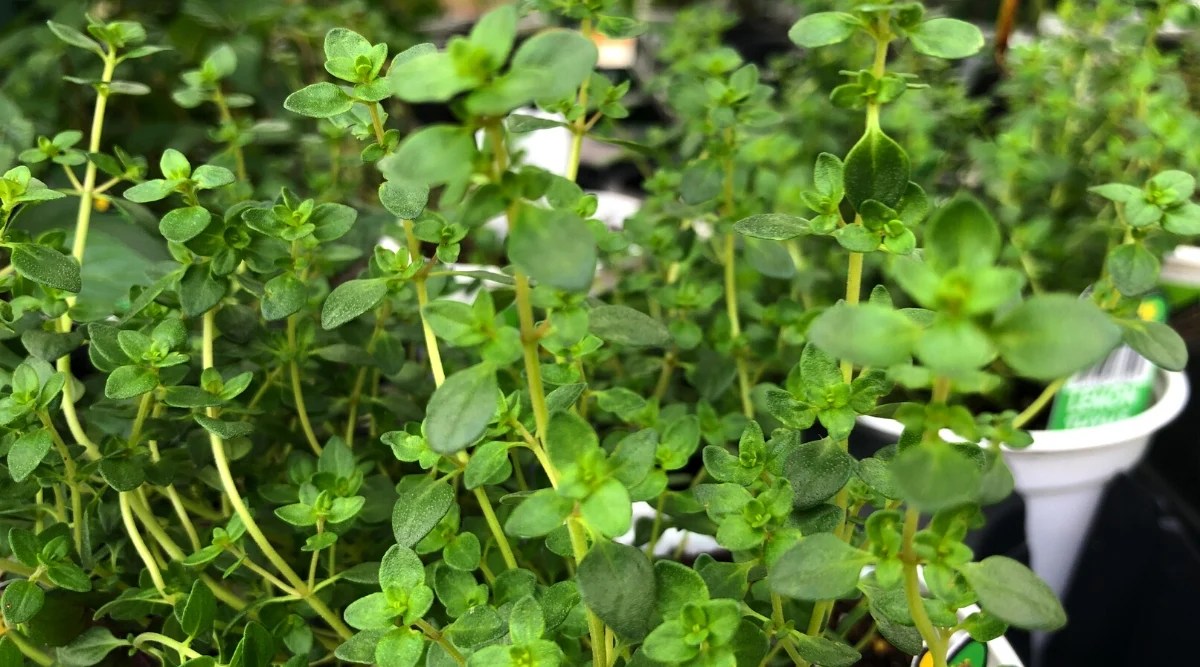 9 Tips for Growing Thyme in Pots or Containers