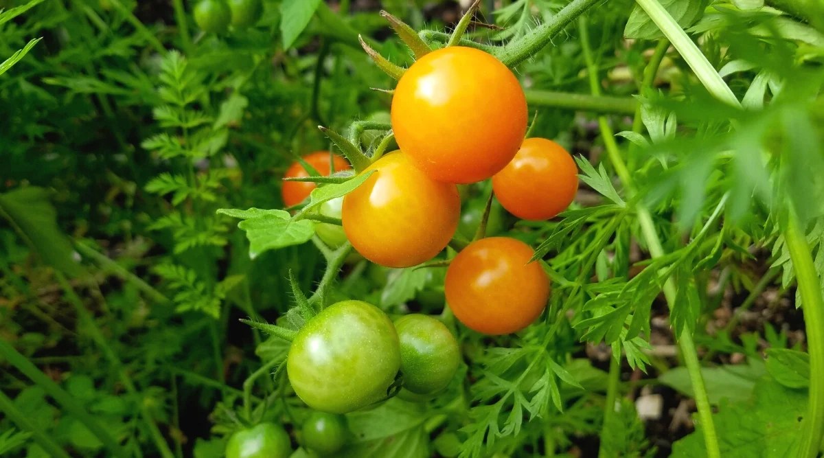 Close-up of ripening Gold Nugget tomatoes in the garden. The fruits are small and round, similar to cherry tomatoes. They have a bright golden yellow color.