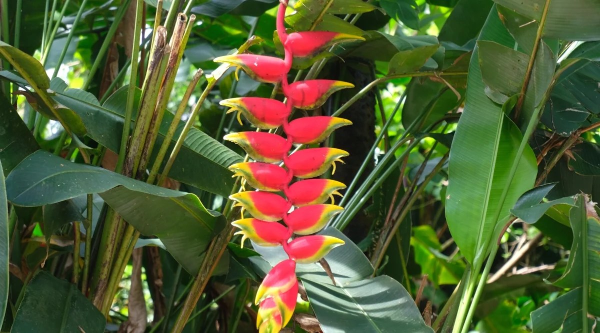 17 Plants for a Thriving Tropical Landscape