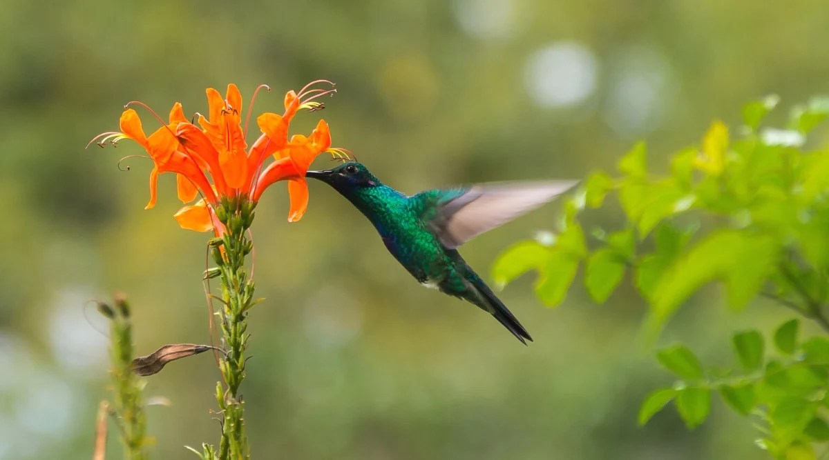 Close-up of a hummingbird near a flowering Cape Honeysuckle plant in a garden, against a blurred green background. The hummingbird is a small bird with a compact and streamlined body shape characterized by a short neck, a small head and a slender, elongated body. Their wings are long and narrow, allowing them to hover and maneuver. Hummingbirds have iridescent feathers of bright green and blue hues. The hummingbird has a long thin beak. The Cape Honeysuckle plant produces a cluster of bright orange, elongated, tubular flowers with long, prominent stamens from the centers.