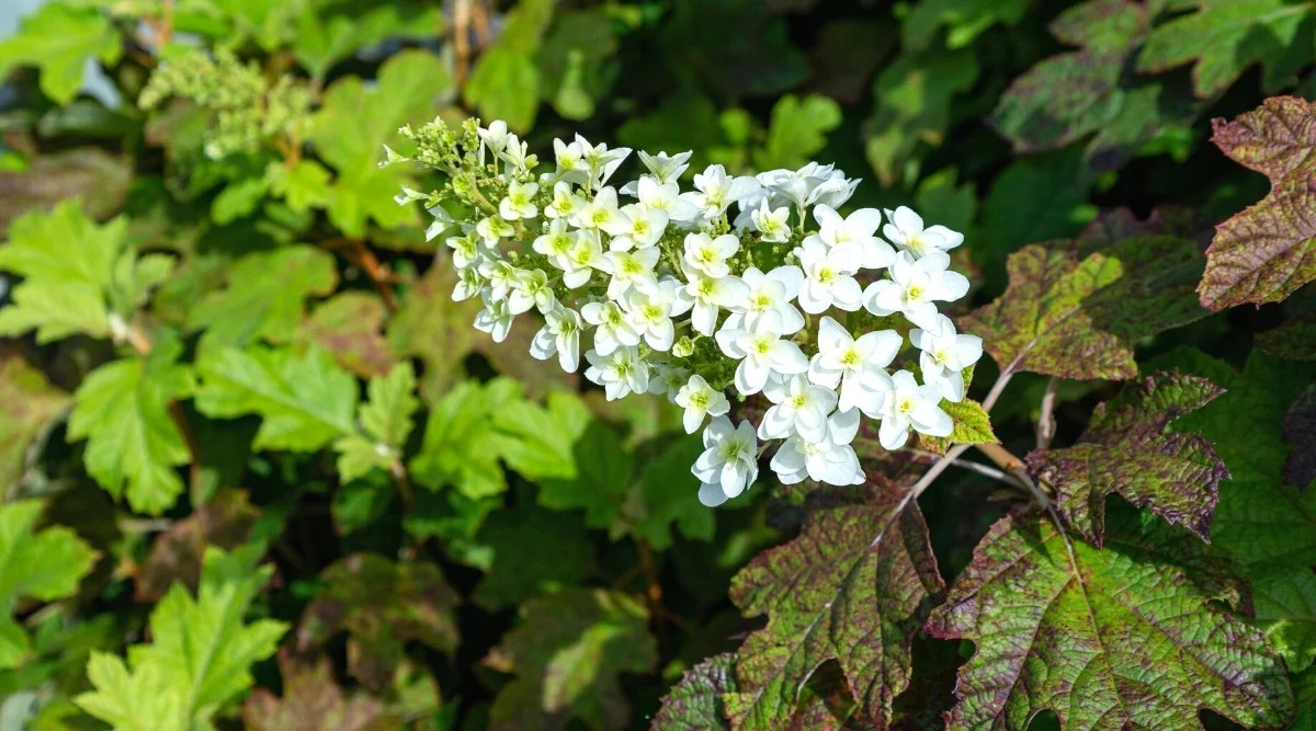 Close-up of a flowering Hydrangea quercifolia plant commonly known as Oakleaf Hydrangea in a sunny garden. This is a beautiful deciduous shrub with lush foliage that resembles oak leaves. The leaves are large, lobed and deeply serrated, dark green with a purple tint. The flowers of Hydrangea quercifolia are cone-shaped and collected in panicles. The inflorescences consist of both sterile and fertile white flowers.