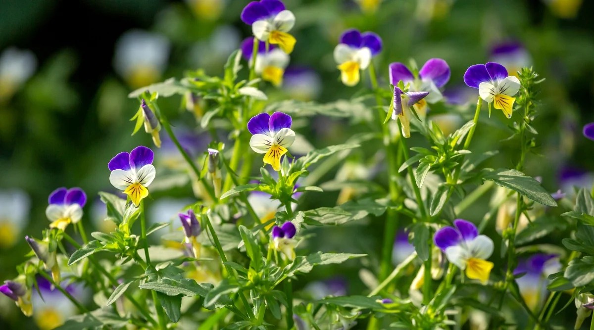 27 Flowering Perennials that Thrive With Neglect Dial a Service Canada