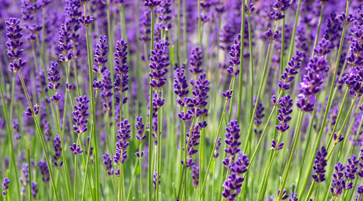 Close-up of blooming Lavandula angustifolia in the garden. The plant has thin vertical green stems with dense cylindrical inflorescences. The inflorescences consist of tiny dark purple flowers.
