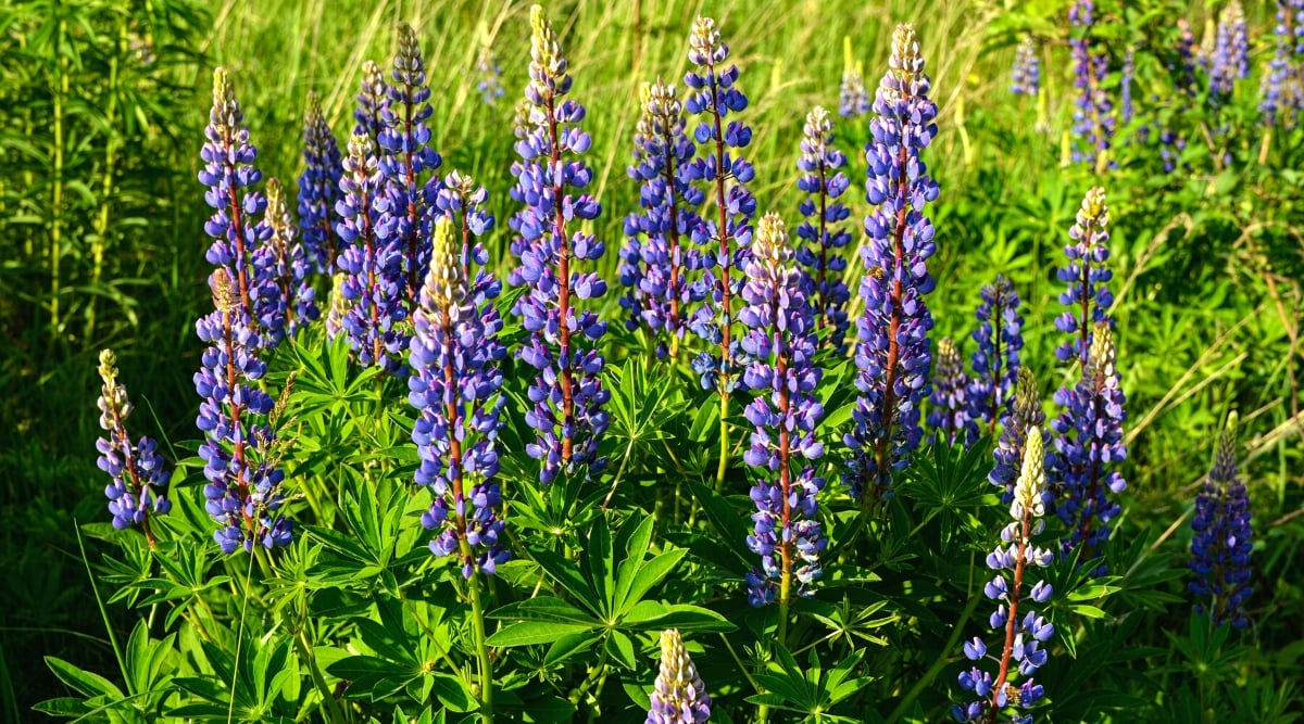 Close-up of flowering Lupine plants in a sunny garden. Lupine, a striking perennial plant, has distinctive leaves and showy flowers. The plant has palmate leaves, consisting of several leaflets arranged like the fingers of a hand. The leaves are dark green, elongated and lanceolate. The bright purple flowers grow in tall, erect spikes that rise above the foliage. Each individual flower consists of a distinct pea-like shape with a banner, wings, and a keel.