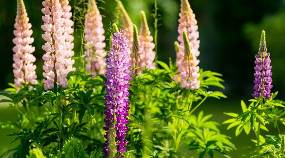 Close-up of Lupinus, commonly known as Lupine, flowering plants in a sunny garden. The leaves of Lupinus are palmately compound, meaning they are divided into several leaflets that radiate from a central point, resembling the shape of a hand. The leaves are elongated and lanceolate, dark green. The flowers grow on tall erect thorns that rise above the foliage. The individual flowers are shaped like pea flowers, with a characteristic banner (upper petal), wings (side petals), and a keel (lower petal). The flowers are purple and pale pink.