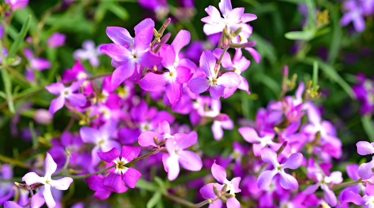 Close-up of a flowering plant Matthiola longipetala against a blurred background in a sunny garden. Matthiola longipetala is a compact and bushy plant with narrow, lanceolate, greyish-green leaves. The leaves are arranged tightly along the stems, creating a lush base of foliage for the plant. The flowers are small, delicate, with four petals forming a cruciform shape. The flowers are bright pink.