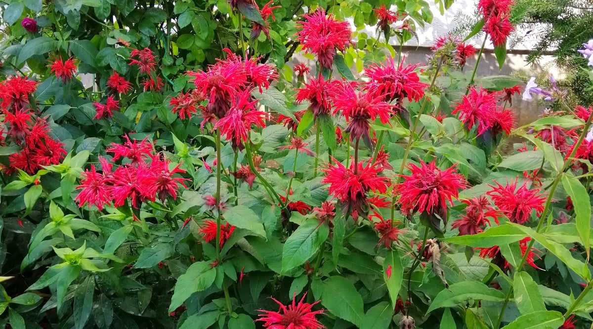Close-up of flowering plants Monarda didyma, commonly known as Bee Balm. The plant has erect stems covered with large opposite leaves, lanceolate, dark green in color, with jagged edges. The flowers are tubular in shape and arranged in tight terminal clusters resembling pompoms or fireworks. They are bright red.