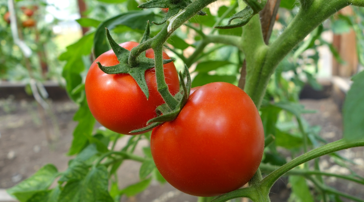 Close-up of ripe Moskvich tomato fruits in the garden. The plant has upright green hairy stems covered with pinnately compound leaves. Two fruits of round shape, medium size, bright red color. The skin is thin, shiny, smooth.