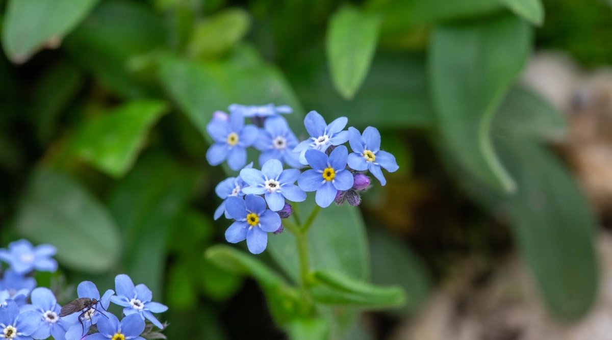 Close-up of a flowering plant, Myosotis sylvatica, commonly known as Forget-Me-Not, in a garden. The plant has a rosette of basal leaves that are hairy and oblong in shape. The leaves are dark green in color and grow close to the ground, forming a dense mound of foliage. The flowers are small, about 1 cm in diameter, and grow in clusters on thin, wiry stems that rise above the foliage. The flowers have a five-petal structure and are sky blue in color.