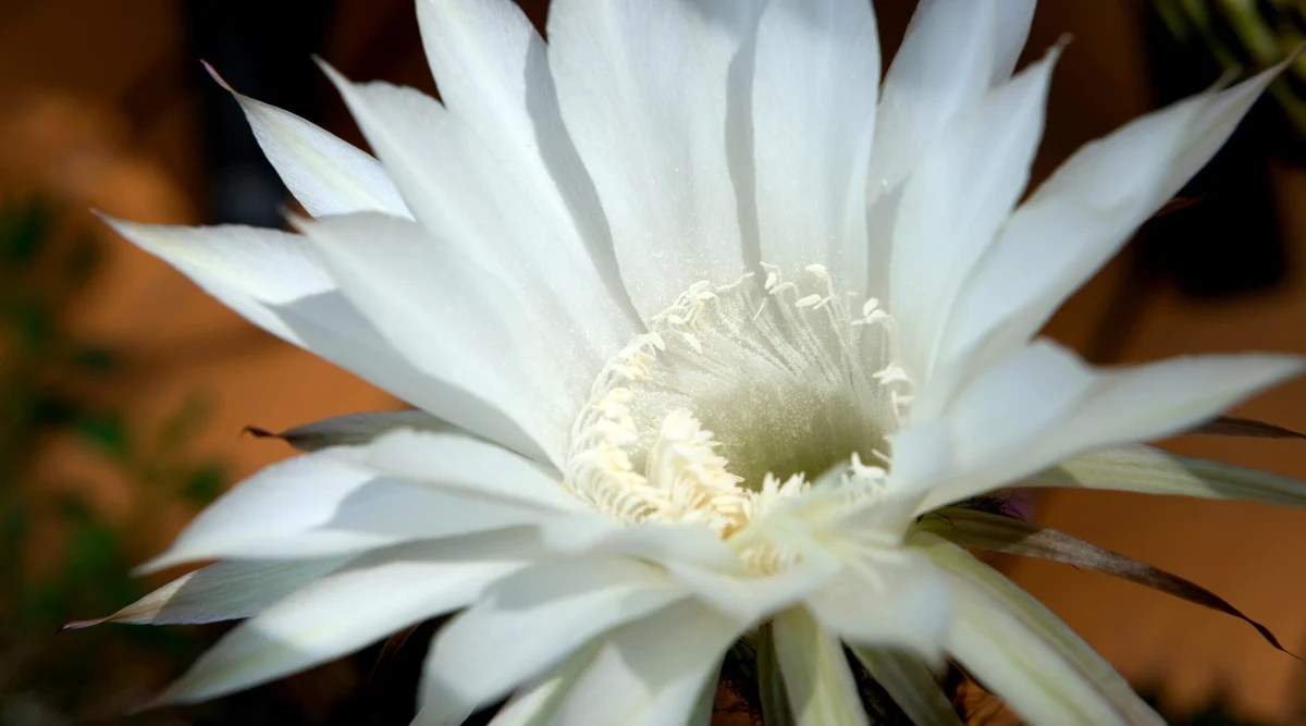 Close-up of a Peniocereus greggii flower on blurred brown. The flower is large, white with numerous delicate petals, forming the shape of a funnel or tube.