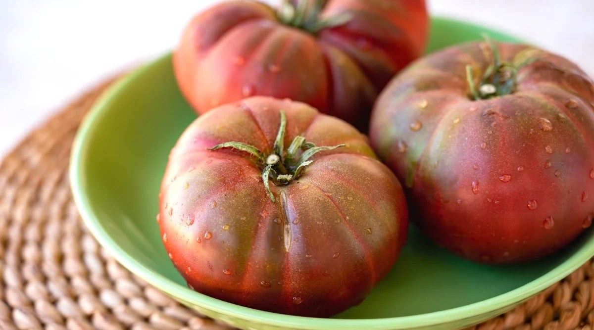 Close-up of ripe Pruden&rsquo;s Purple tomatoes on a green plate, on a table covered with a wicker napkin. The fruits are large, slightly flattened, with slightly prominent ribs. The skin is smooth, shiny, pinkish-purple in color with a greenish tinge on top.