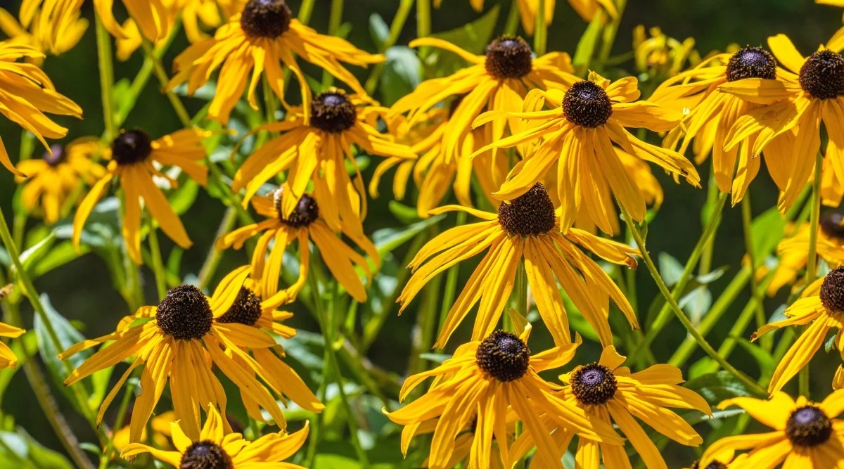 Close-up of flowering plants Rudbeckia hirta, commonly known as Black-eyed Susan, in a sunny garden. The plant has strong, upright stems covered with hairy, lanceolate leaves arranged alternately. They are dark green in color and have prominent veins. The flowers are similar to daisies with golden yellow petals surrounding a dark brown or black center.