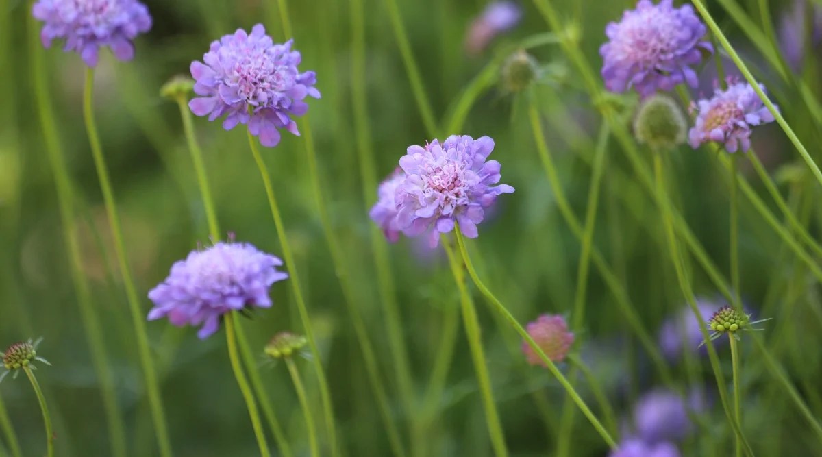 Close-up of blooming Scabiosa, commonly known as Pincushion Flower, in the garden. The plant forms thin vertical stems with charming purple flowers. The flowers consist of a prominent central disc surrounded by a ring of thin petals, giving them a pincushion-like appearance.