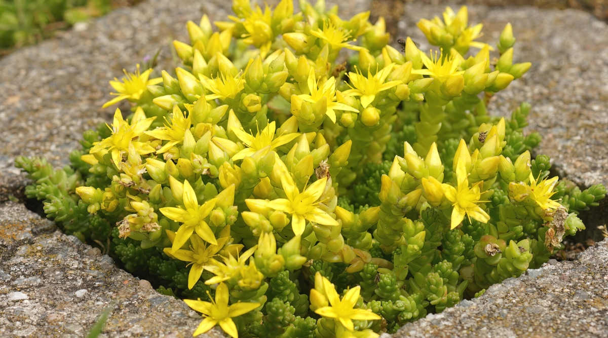 Close-up of a flowering Sedum acre plant, also known as Goldmoss Stonecrop or Goldmoss Sedum, in a sunny garden. It is a small undersized succulent plant with tiny, fleshy bright green leaves. The leaves are small and cylindrical, closely spaced along the stems. The plant produces clusters of small star-shaped flowers that are bright yellow.