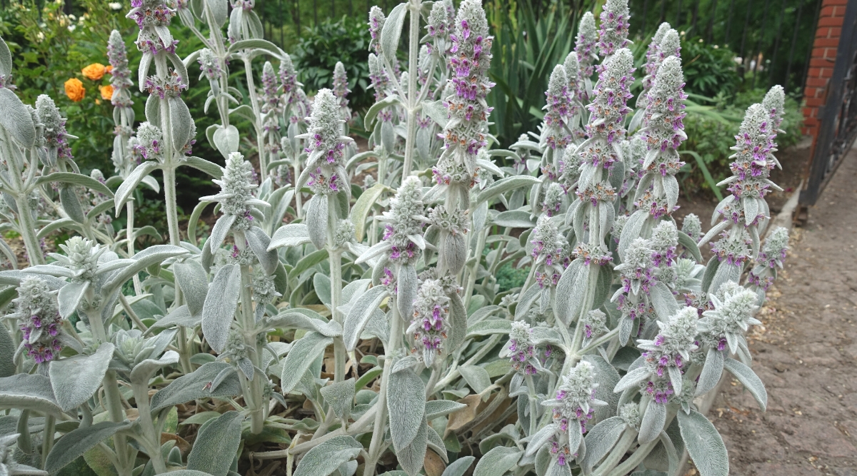 Close-up of a flowering Stachys byzantina, commonly known as Lamb’s Ear plant in a sunny garden. The plant has large, oval-shaped leaves covered with a dense layer of silver-gray or grey-green fluffy hairs, giving them a velvety texture. Lamb’s Ear produces small tubular flowers that appear on tall thin stems. The flowers are tiny, pale purple, and bloom in dense inflorescences.