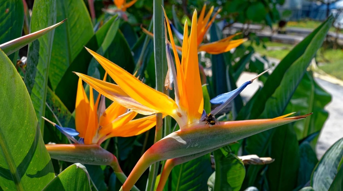 Close-up of a flowering Strelitzia plant, commonly known as bird of paradise. The plant is known for its unique and vibrant flowers that resemble the beak and plumage of a bird. The leaves are large, oar-shaped, fan-shaped. They are thick, leathery and glossy green in color. The flowers are composed of orange and blue petals forming a structure that resembles a bird in flight or a bird&rsquo;s beak.