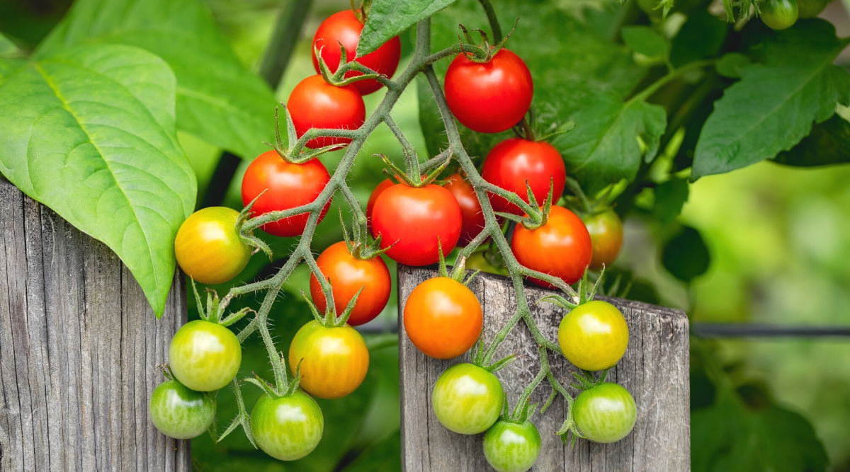 Close-up of growing Supersweet 100 Hybrid tomatoes in the garden near the wooden fence. Supersweet 100 Hybrid tomatoes are small and cherry-sized, known for their bright red color. They grow in a long cluster arranged in pairs along a long, hairy stem. They are round in shape and have a smooth, glossy skin.