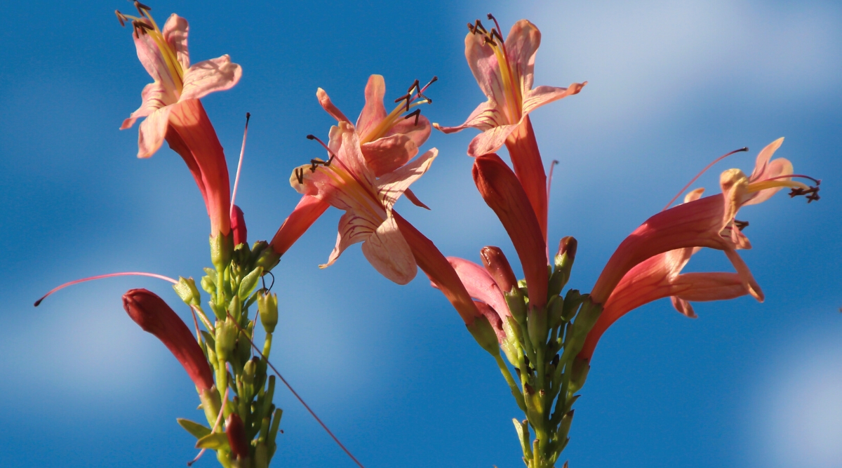 Close-up of a flowering plant Tecomaria capensis ‘Salmon’ against a blue sky. The plant has bright salmon-colored flowers. The flowers are tubular and have 5 petals. Long stamens protrude from the centers of the flowers.