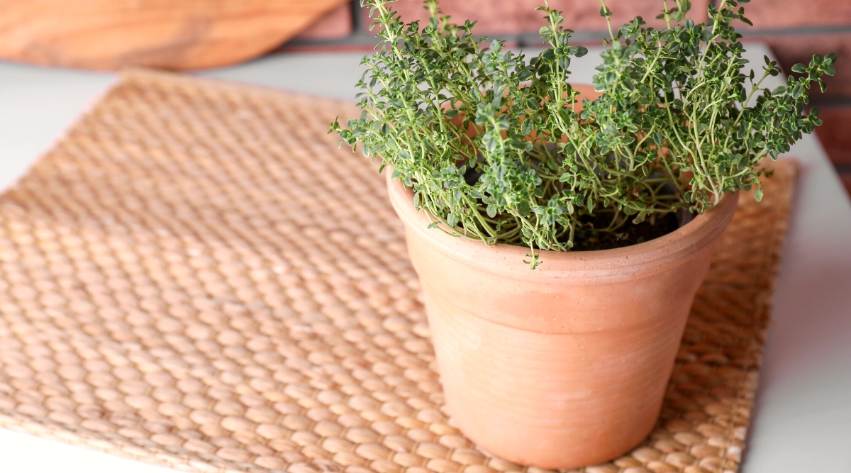 9 Tips for Growing Thyme in Pots or Containers