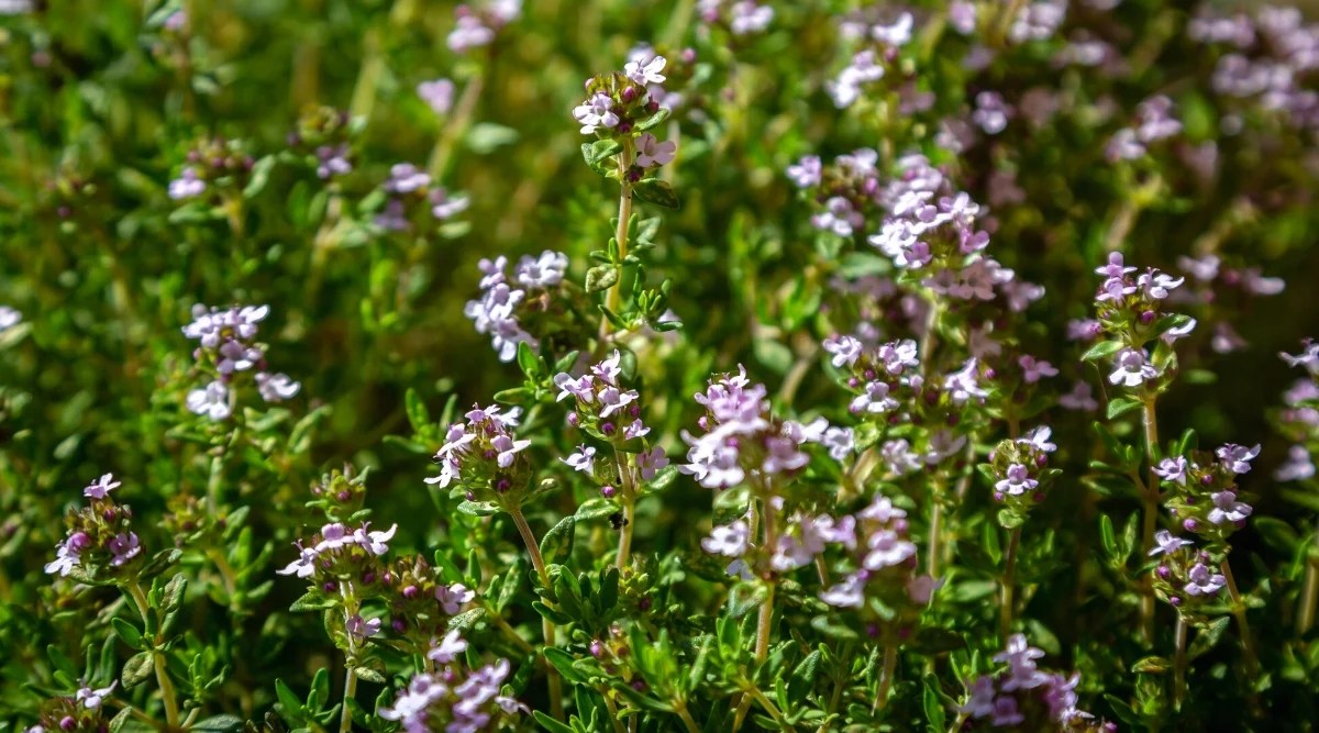 Thymus, commonly known as Thyme, is a small aromatic herb with distinctive leaves and delicate flowers. The plant has small narrow leaves, green-gray in color. The leaves are densely arranged along the stems and have a slightly hairy texture. Thyme produces small, clustered, pale lilac flowers. The flowers are small, tubular.