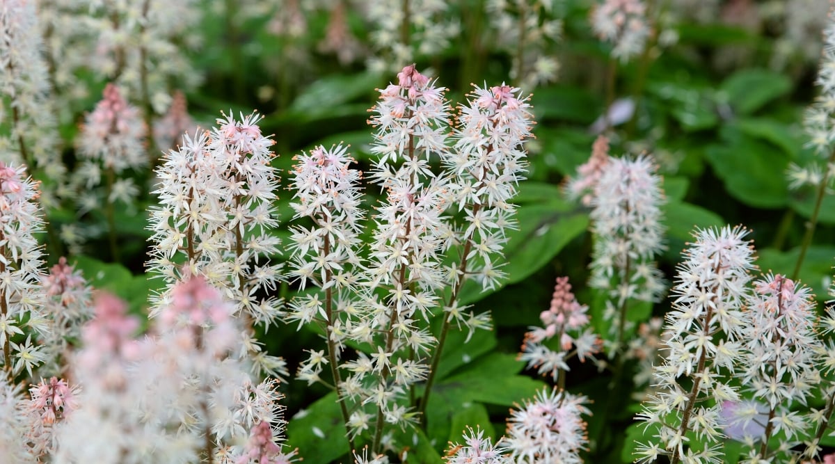 Close-up of flowering plants Tiarella, commonly known as Foamflower. The tiarella plant is a low-growing perennial herbaceous plant that forms compact clumps. The leaves are deeply dissected and have a characteristic palmate shape, reminiscent of the shape of a hand with spread fingers. The flowers of Tiarella, also known as Foamflowers, emerge on slender stalks above the foliage. They are small and delicate, clustered in dense spikes or clusters at the tops of the stems. Individual flowers are star-shaped with five petals, white and pink.