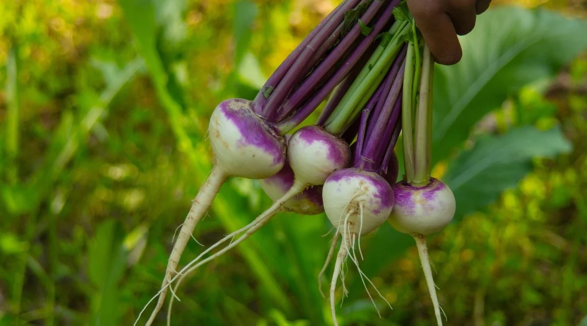 10 Greens You Can Direct Seed in July Dial a Service Canada