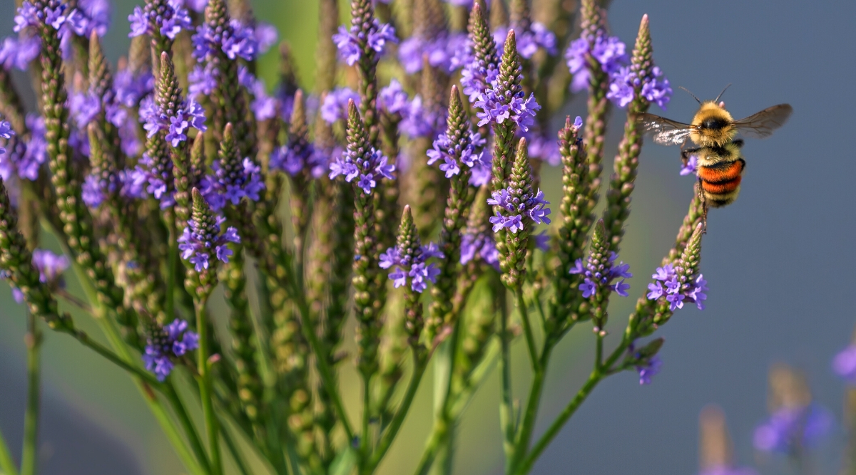 Close-up of a flowering Verbena hastata plant against a blurred blue-gray background. The plant has tall spikes of flowers that bloom in shades of purple-blue. The flowers are collected in dense oblong brushes at the tops of the stems, creating a spectacular appearance. Each individual flower has five petals and is tubular in shape, with the petals flaring slightly at the top. A large bee sits on one of the inflorescences.
