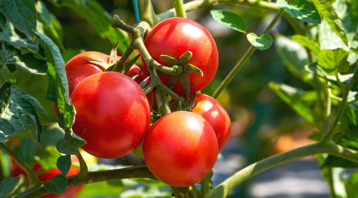 Close-up of ripe Washington Cherry tomatoes in a sunny garden. The fruits are small, rounded, bright red. They have smooth, shiny skin.