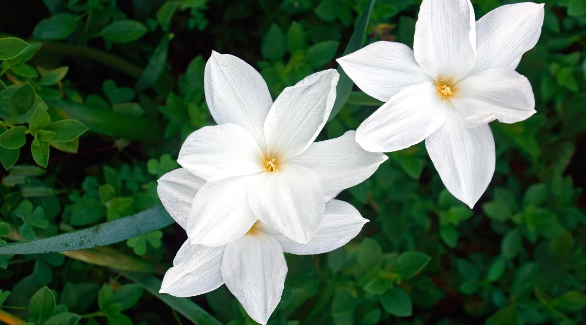Close-up of a flowering Zephyranthus drummondii plant against a blurred background of greenery. Zephyranthus drummondii, commonly known as Drummond’s Rain Lily, is a perennial plant with distinct features in its plant structure, leaves, and flowers. It forms tufts of thin, grass-like leaves that emerge from the base of the plant. The leaves are linear and dark green in color. The flowers are star-shaped and have six narrow pointed white petals.