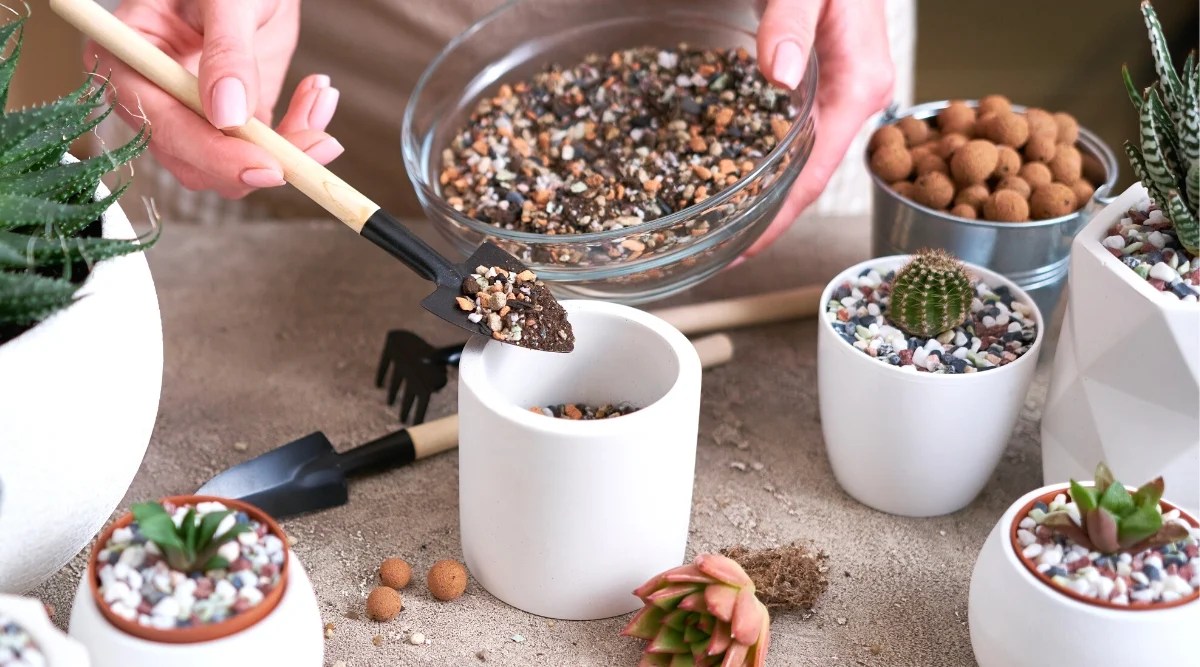 Close-up of a woman&rsquo;s hands pouring potting mix for succulents from a large glass bowl into a small ceramic pot, in the kitchen. A woman spreads soil with a small garden shovel with a wooden handle. The soil is brown with many impurities of various granules and pebbles in white, orange and sandy colors. There is a small succulent seedling on the table. It consists of small, fleshy, oval-shaped leaves with pointed ends that form a beautiful, rounded rosette. The leaves are pinkish green. There are also several types of succulents on the table in decorative white ceramic pots and a small bucket with drainage stones.