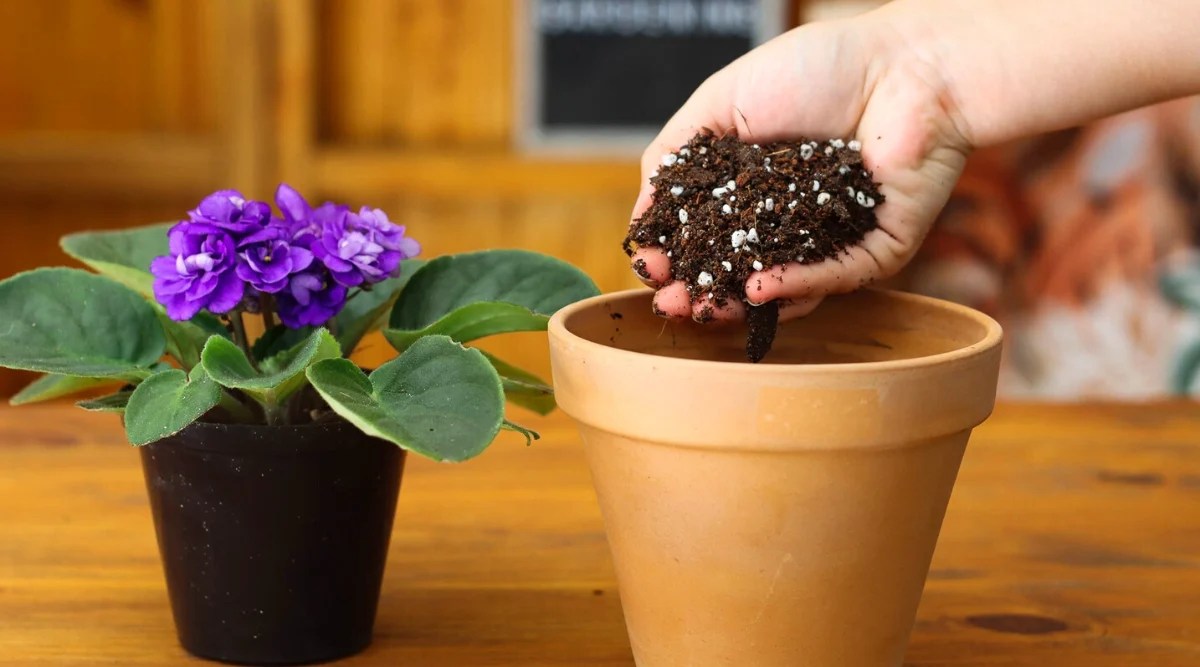 Close-up of a woman&rsquo;s hand pouring soil into a clay pot on a wooden table. Next to the clay pot, there is a flowering African violet plant in a small black pot. The plant has a beautiful rosette of oval fleshy dark green leaves with a fuzzy texture. The flowers are small, double-petaled, purple in color, growing in the center of the rosette above the leaves.