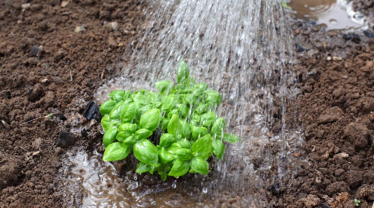 7 Reasons Your Basil Plants May Be Wilting This Season