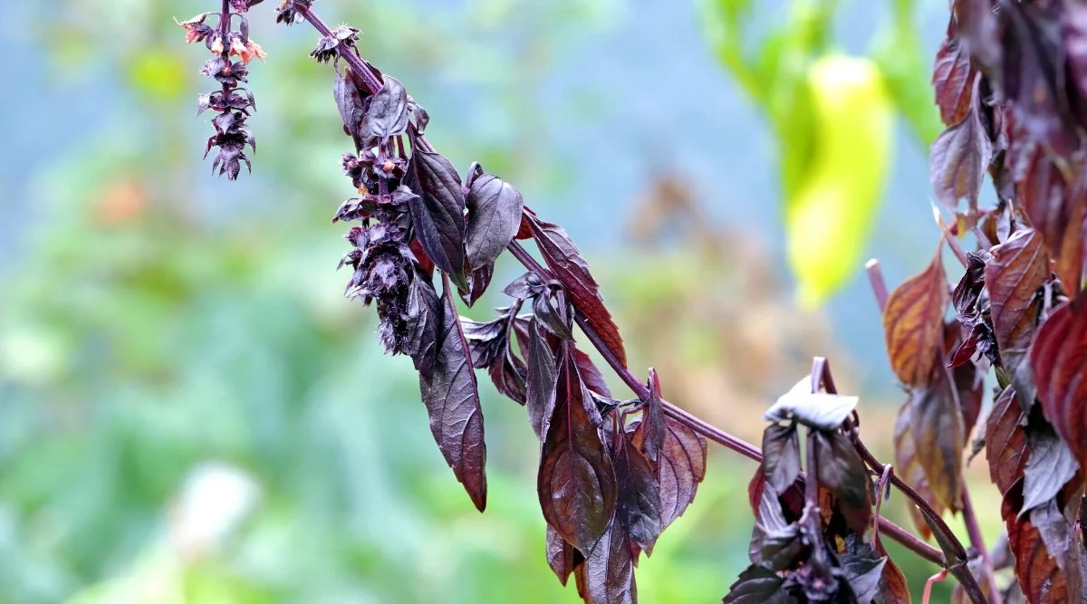 7 Causes Your Basil Crops Could Be Wilting This Season Dial a Service