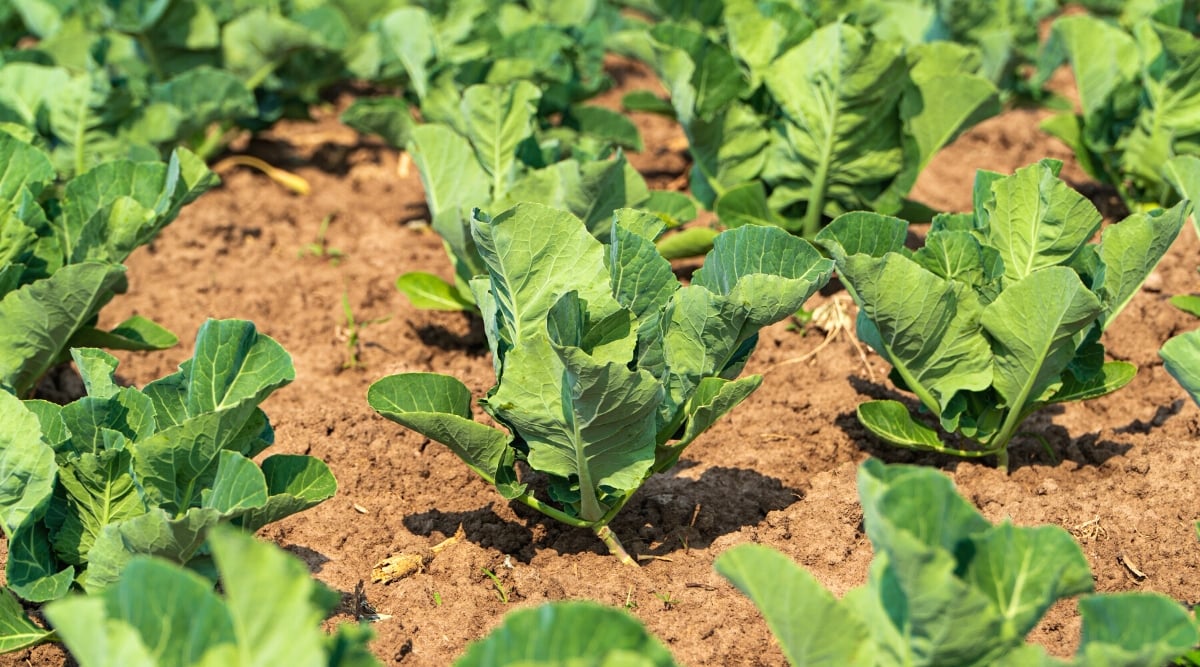 Cabbage Growth Stages How Fast Does Cabbage Grow?